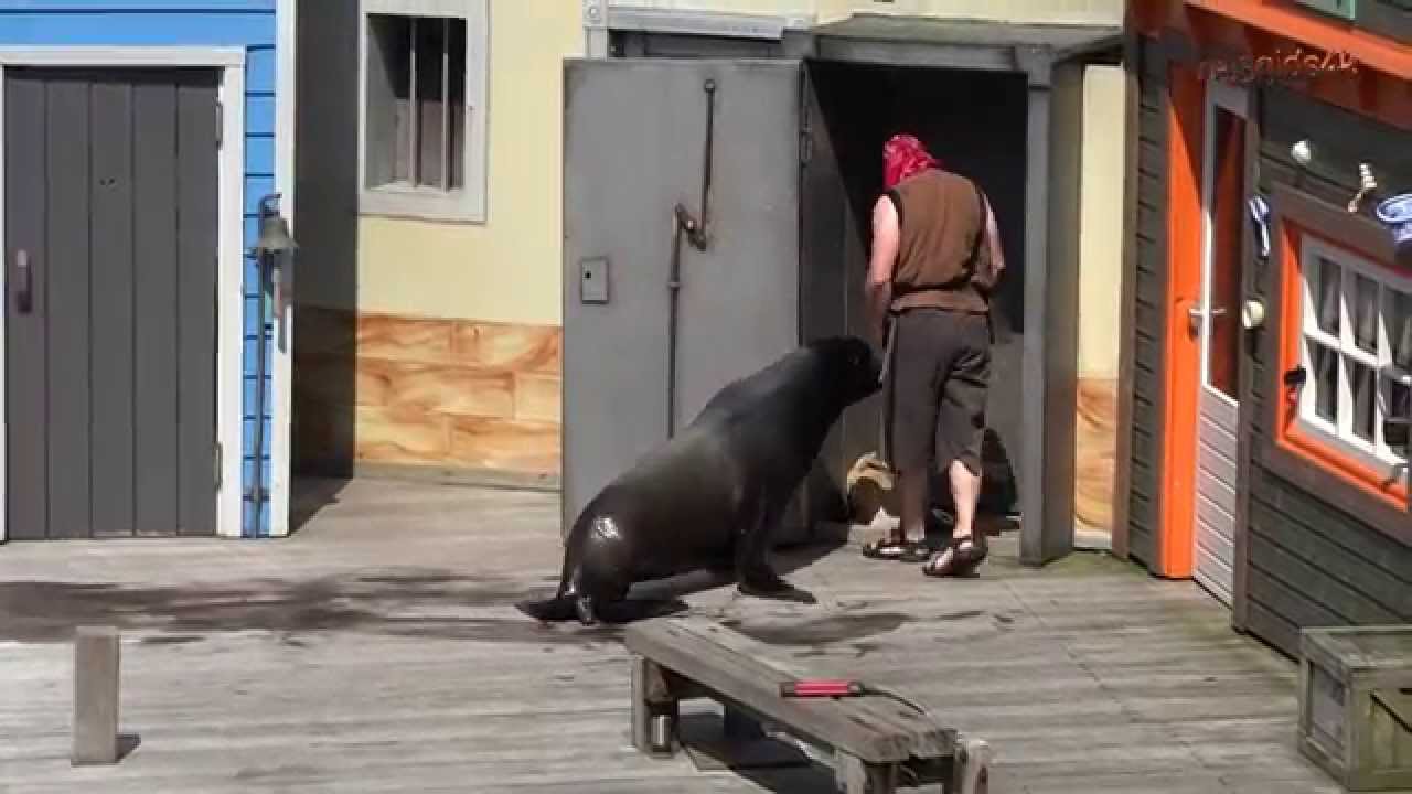 Dolfinarium Harderwijk show Piratenbende in 4K (Ultra HD)