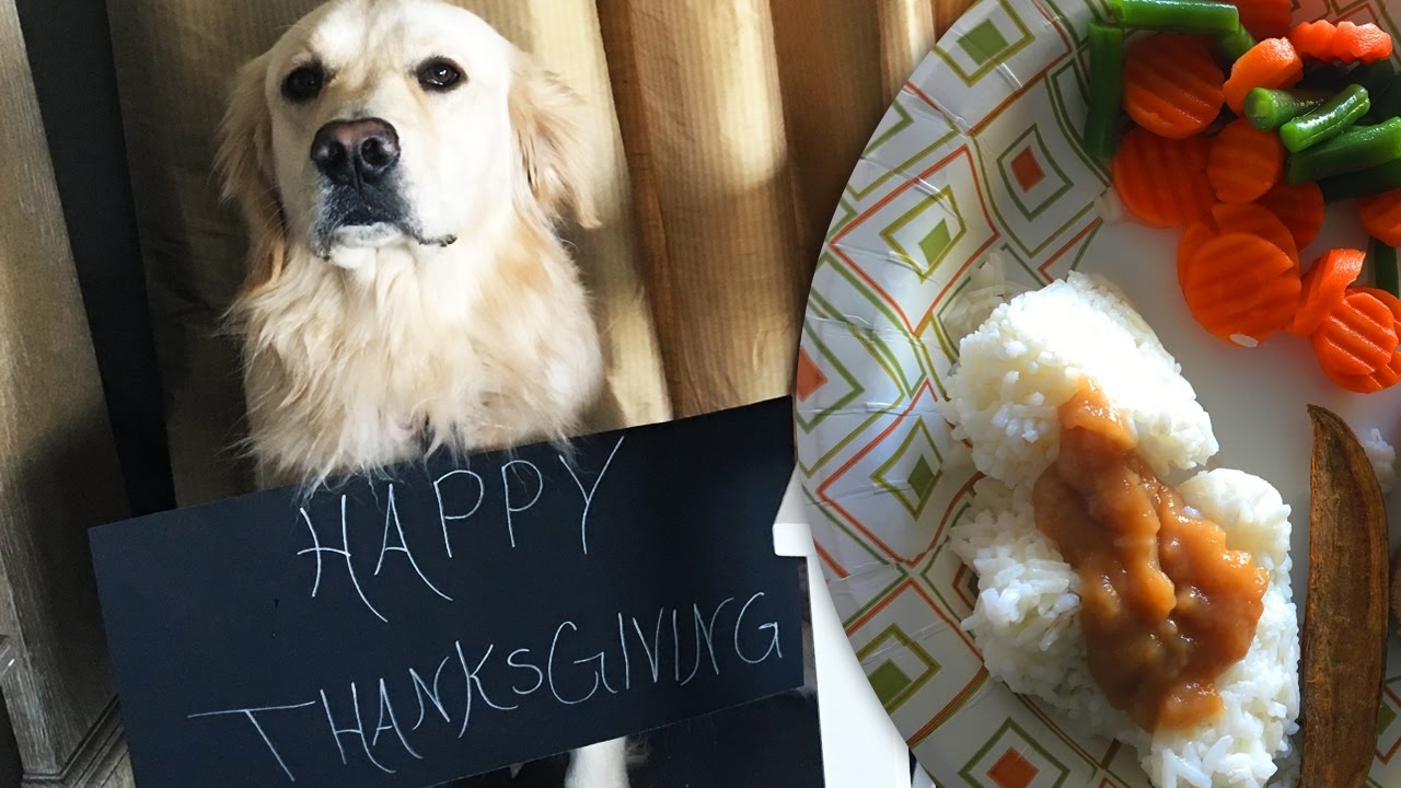 Homemade Thanksgiving Meals for Dogs! (Super Cooper Sunday #77)