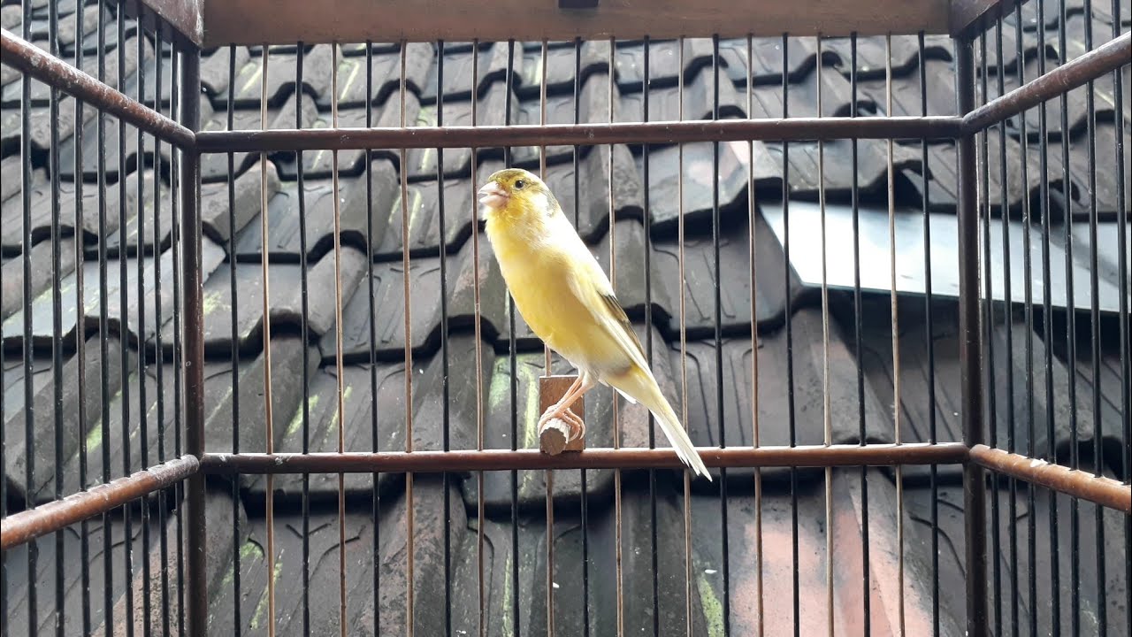 Kenari Gacor Ngerol Cuit Cuit Memancing Birahi Kenari Lain Agar Ikut Bunyi Nembak Panjang