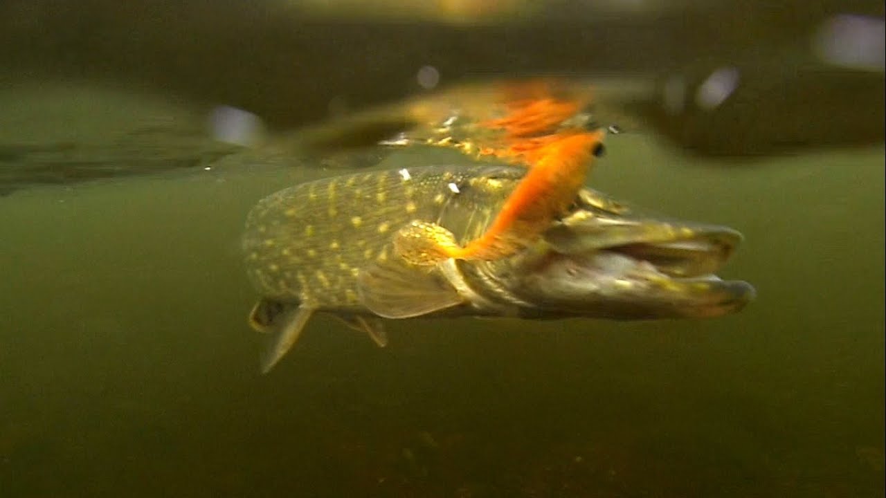 Very cool fish attacks. Рыбалка Атака щуки. Fishing lure for pike muskie bass perch zander.