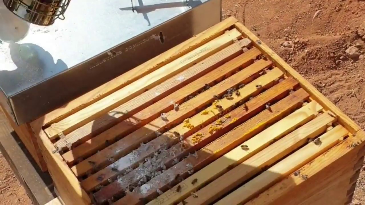 Test de varroa con azúcar glass y tratamiento con azúcar glass.