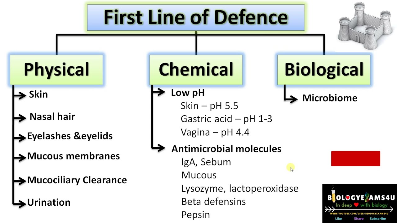 What is First Line of defence in immune system? Physical, Chemical & Biological barriers involved.