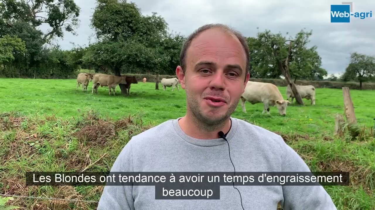 Blonde, Charolaise et Limousine : trois troupeaux conduits en parallèle