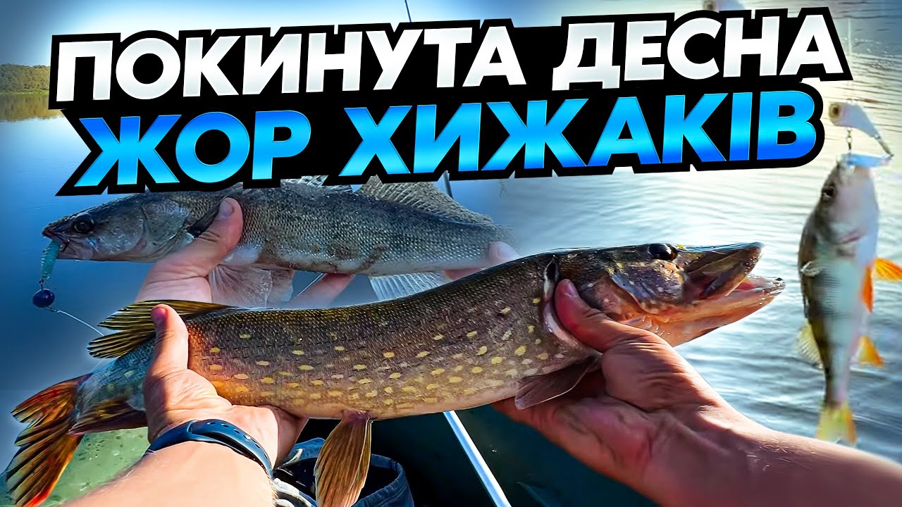 Рибалка на безлюдних місцях. Спінінг на Десні восени 2024. Ловимо окуня, щуку, судака