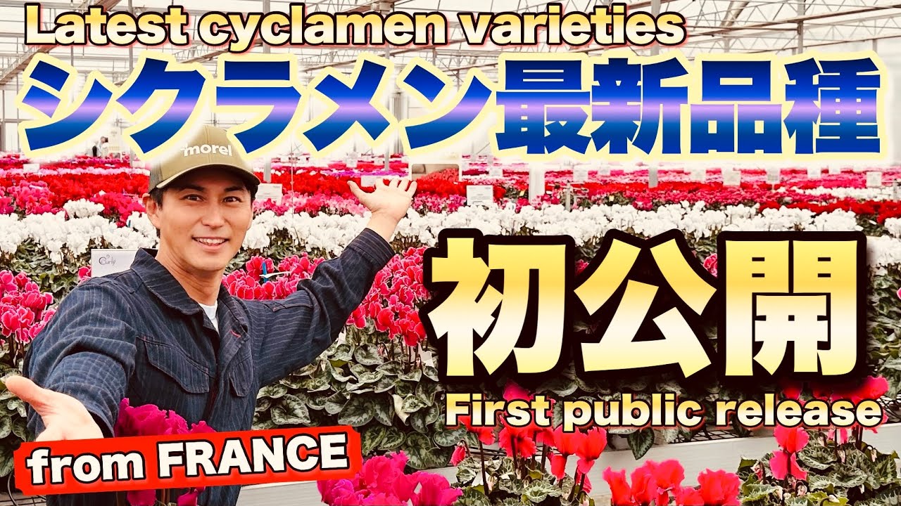 【シクラメンの本場フランスへ！】香りのするシクラメンから冬最強の原種まで　進化したシクラメン最新品種を一挙ご紹介！世界初公開も　【モレル】