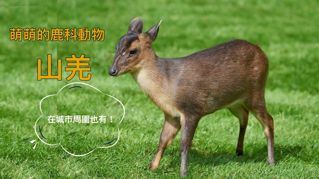 迷你可愛的鹿？！ 叫起來像狗叫一樣？ 山羌。 這種動物是台灣原生種 但也是外國的嚴重外來種之一