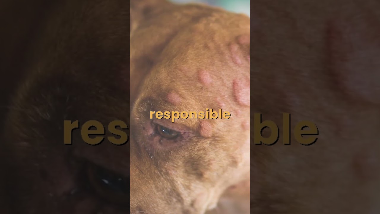 Allergies: what&rsquo;s really making your dog miserable?