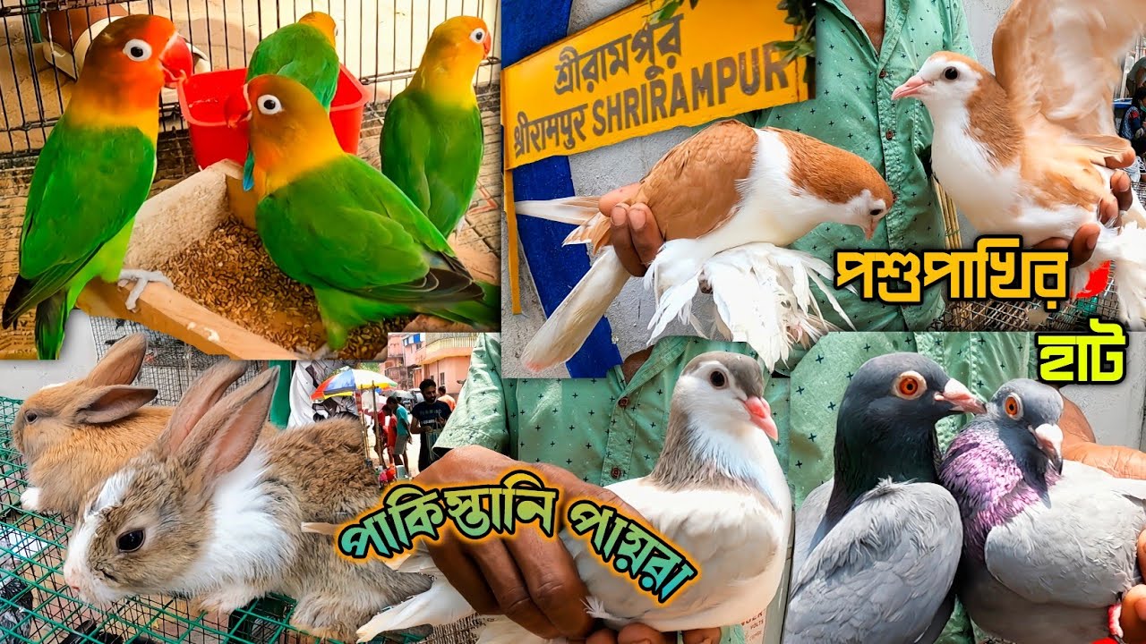 Shrirampur Pet Market। Birds Price Update 16.04.2023। Recent Fancy Pigeons Price Update।