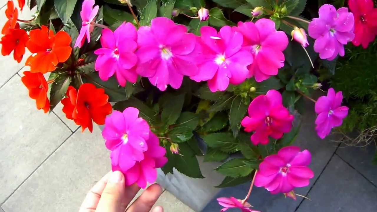 Sunpatiens - Principais Dicas
