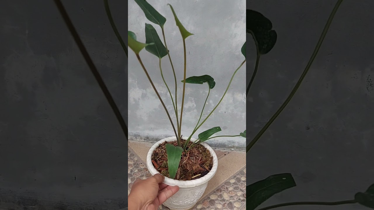 anthurium cerrobaulense