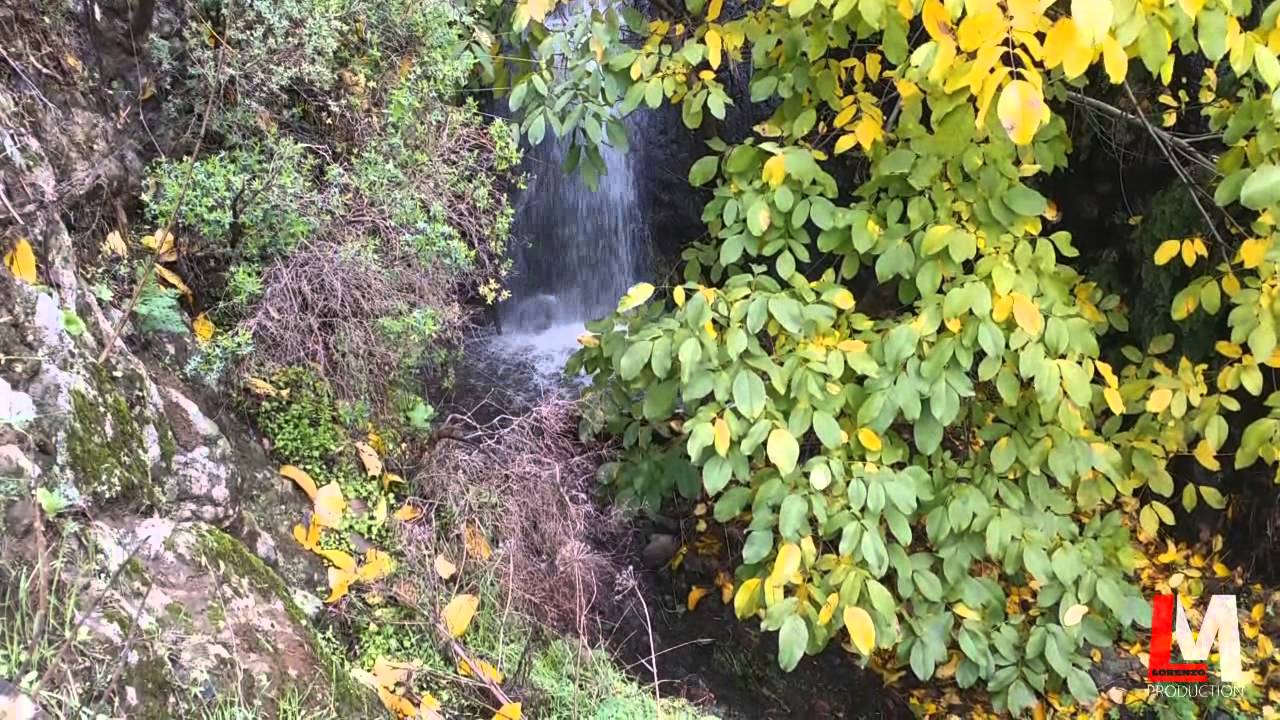 Juncalillo bajo la lluvia
