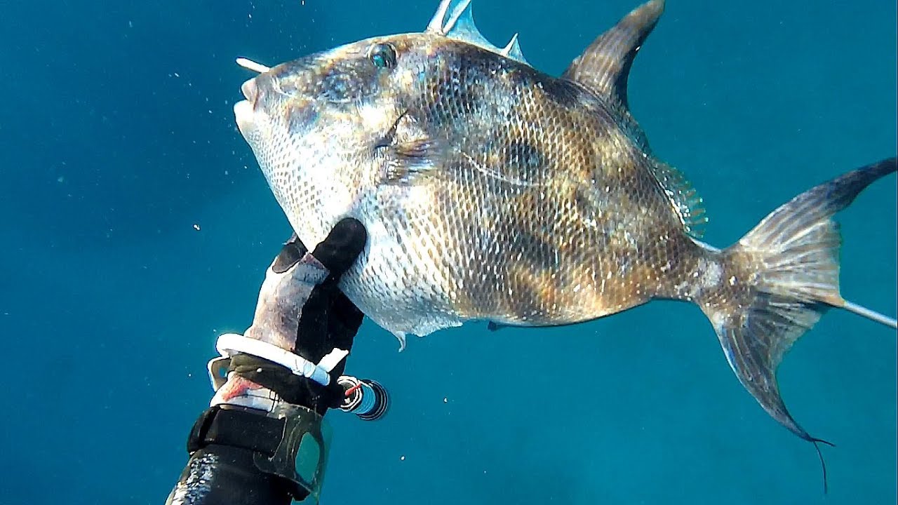 Sığ su zıpkınla balık avı, zıpkın avı, spearfishing, balık avı, fishing