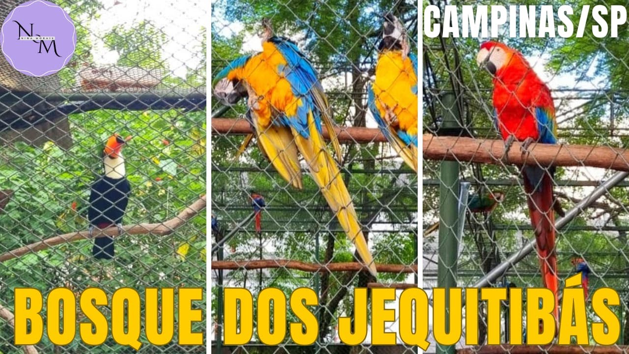 Como é o Bosque dos Jequitibás na cidade de Campinas/SP