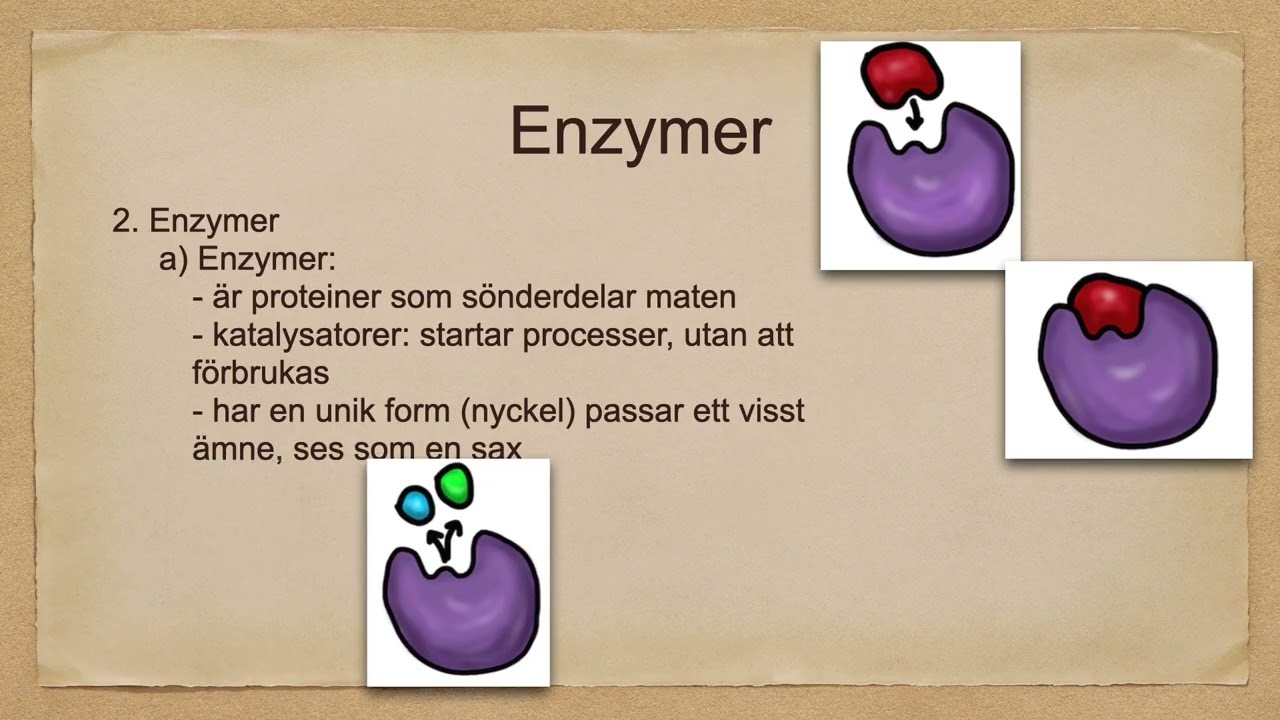 Matspjälkning del 1