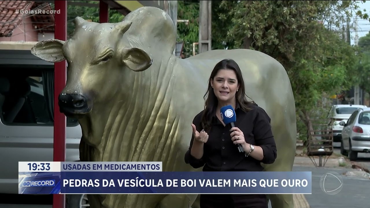 PEDRAS DA VESICULA DE BOI VALEM MAIS QUE OURO