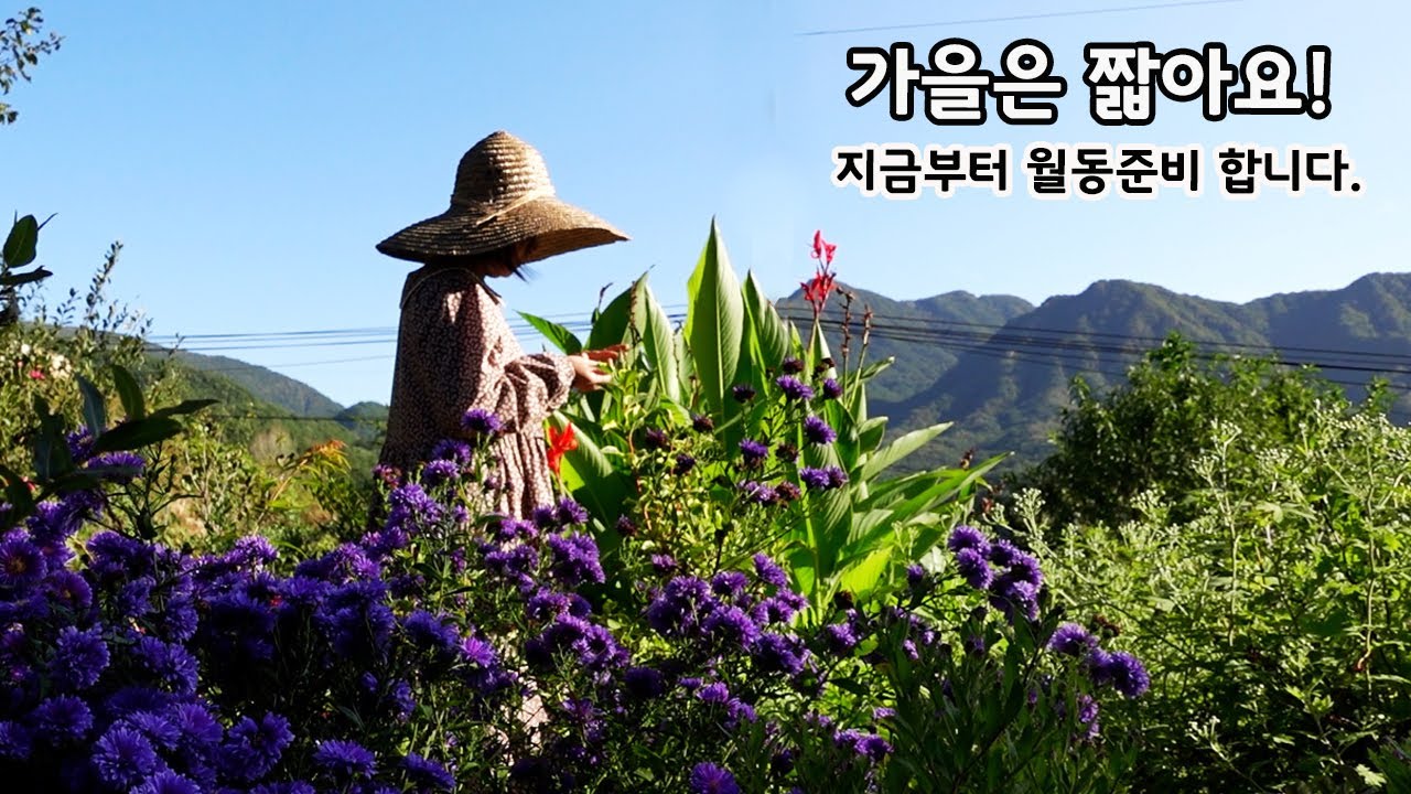 요런 식물들 노지월동 안됩니다🌸 실내로 들일 준비를 해요🌸추위에 약한 순서대로 알려드립니다.