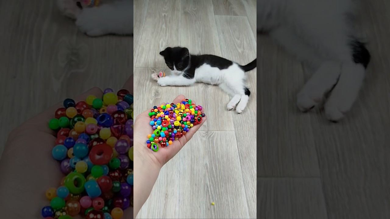 Cat Vasj 🐱 Beads 📿 Reverse Video #reversevideo #marblerunandmore #funny #cat #asmr