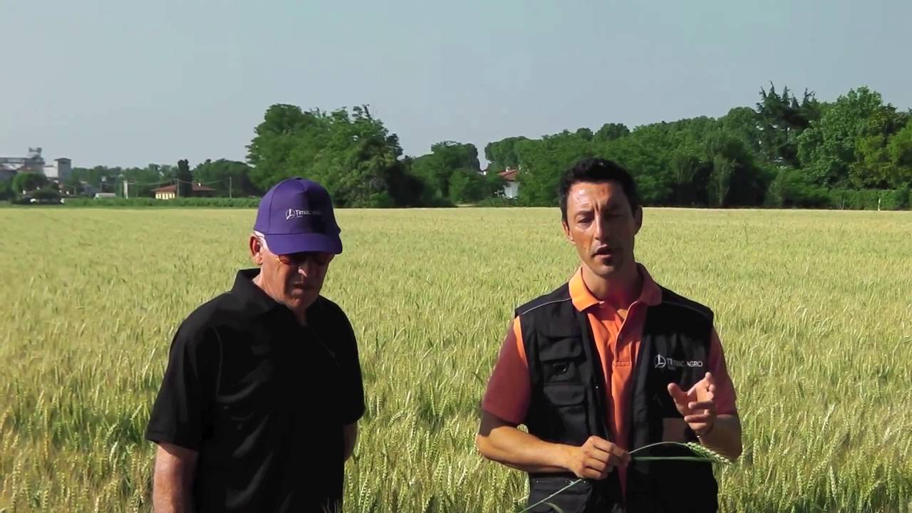 Per una corretta concimazione del Grano (varietà Antille)
