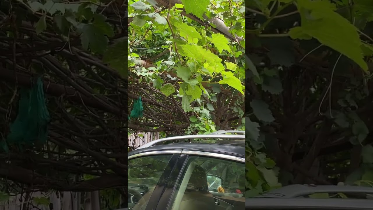 The shade and the sound of birds #adventure #explore #travel #bigwillz #nigeria #africa