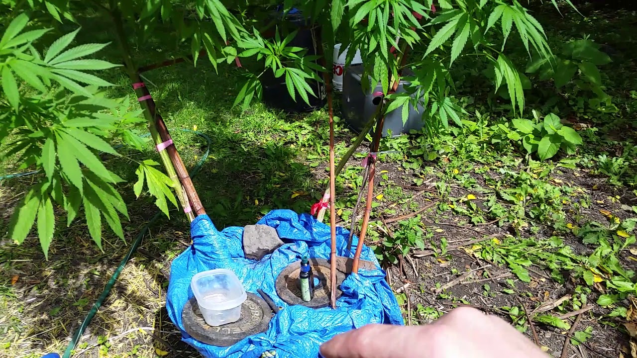 Daily5 Min Outdoor Weed Log 9/8