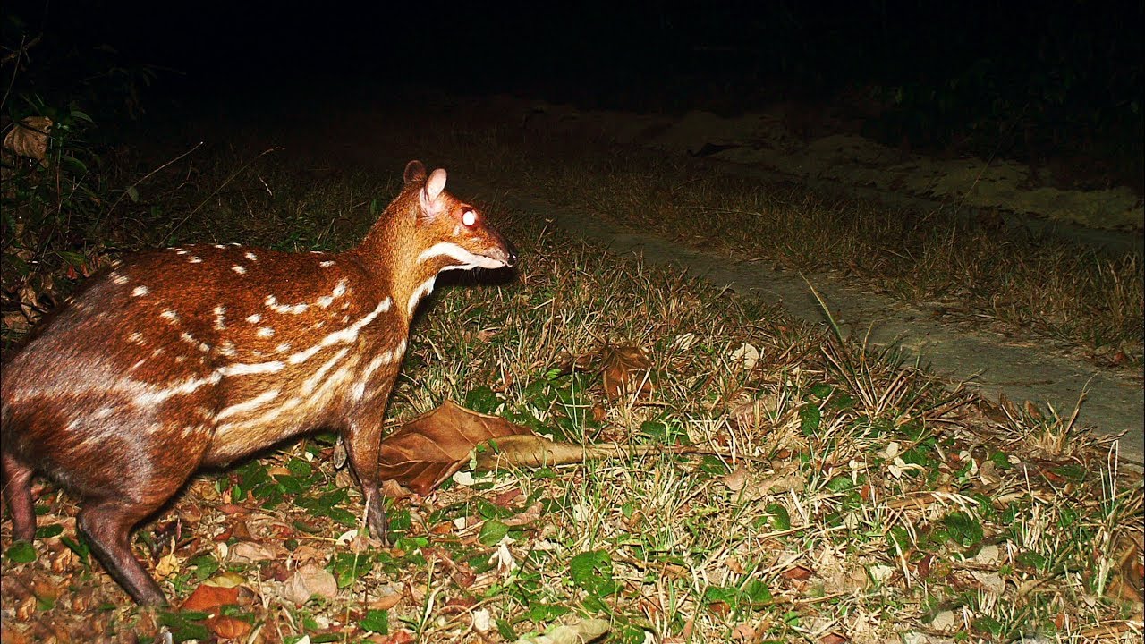 Amazing Antelope - The Water chevrotain dive and swim beneath the water surface.