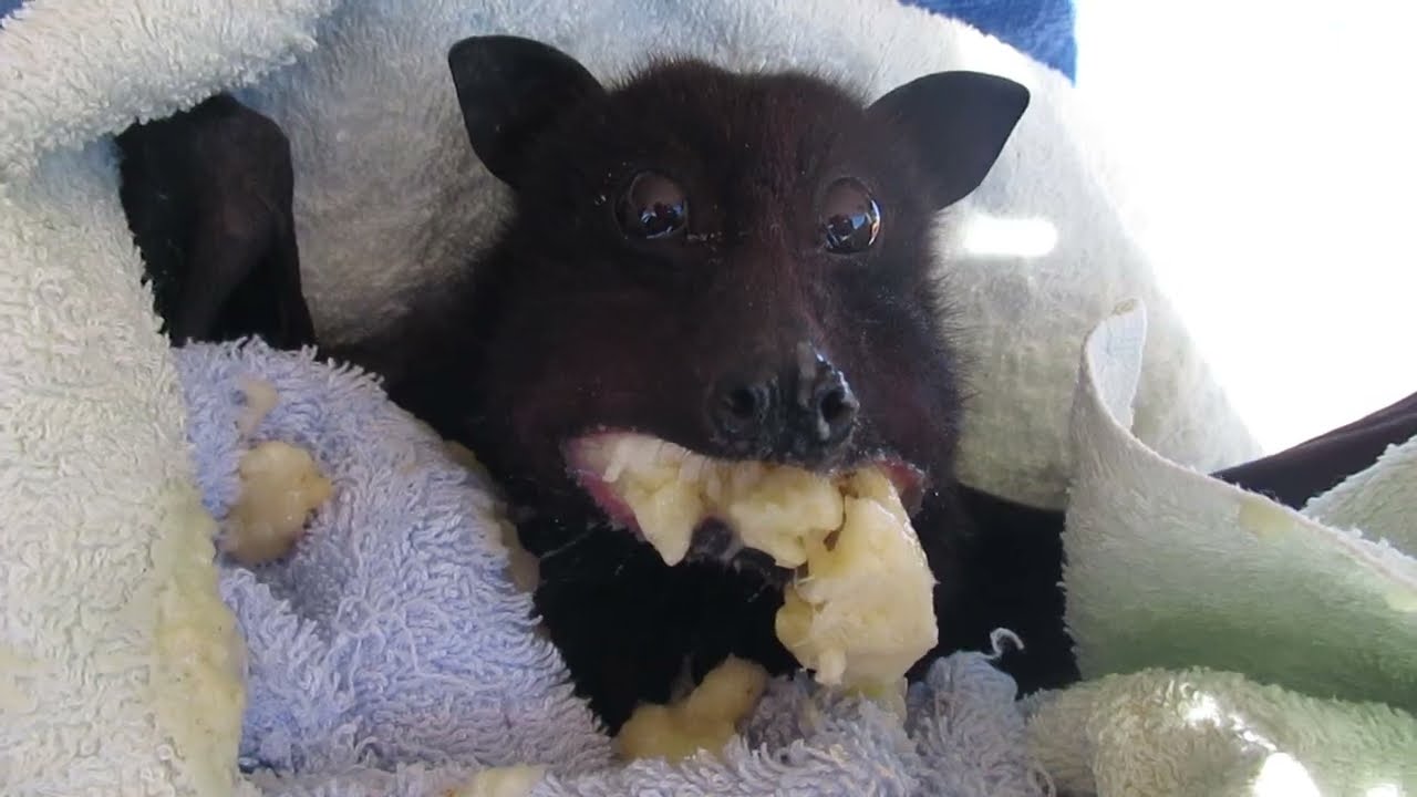 Ravenous Batty Cookie Smashes Her Banana After Rescue