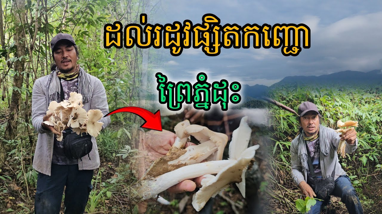 ដល់រដូវផ្សិតកញ្ជោព្រៃភ្នំដុះ