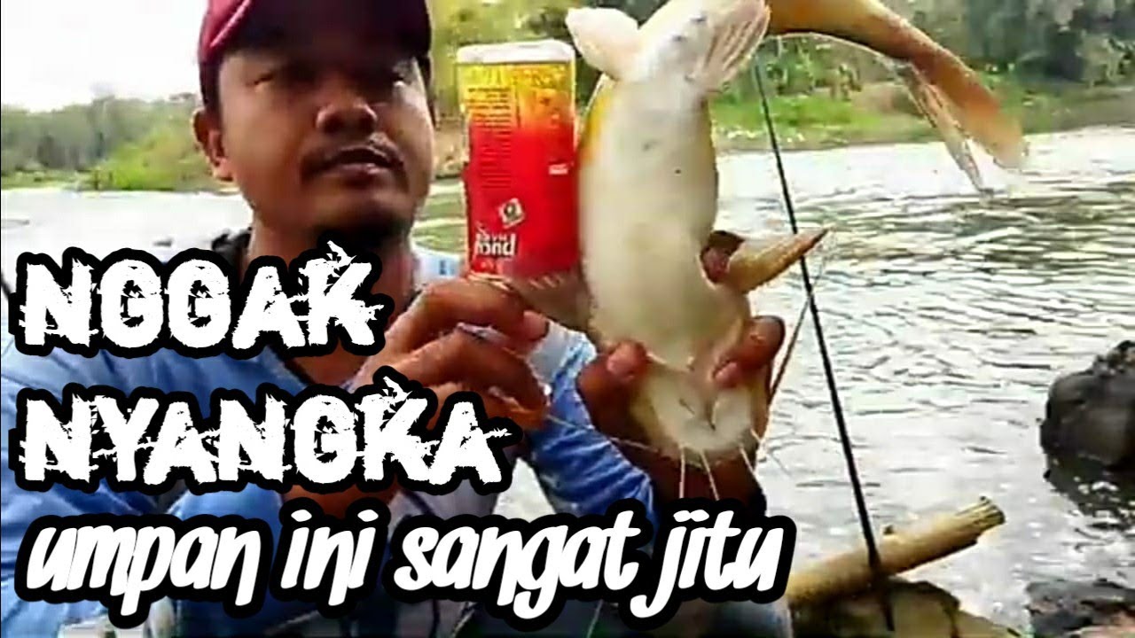 Umpan jitu mancing ikan baung besar/beong/sogo sungai progo. ELMANCING