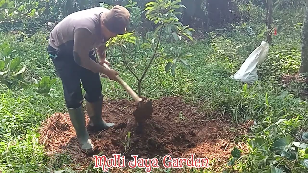 Penanaman Alpukat 🥑 Miki sistem Busut #alpukatmiki #vidioyoutube #fypシ゚