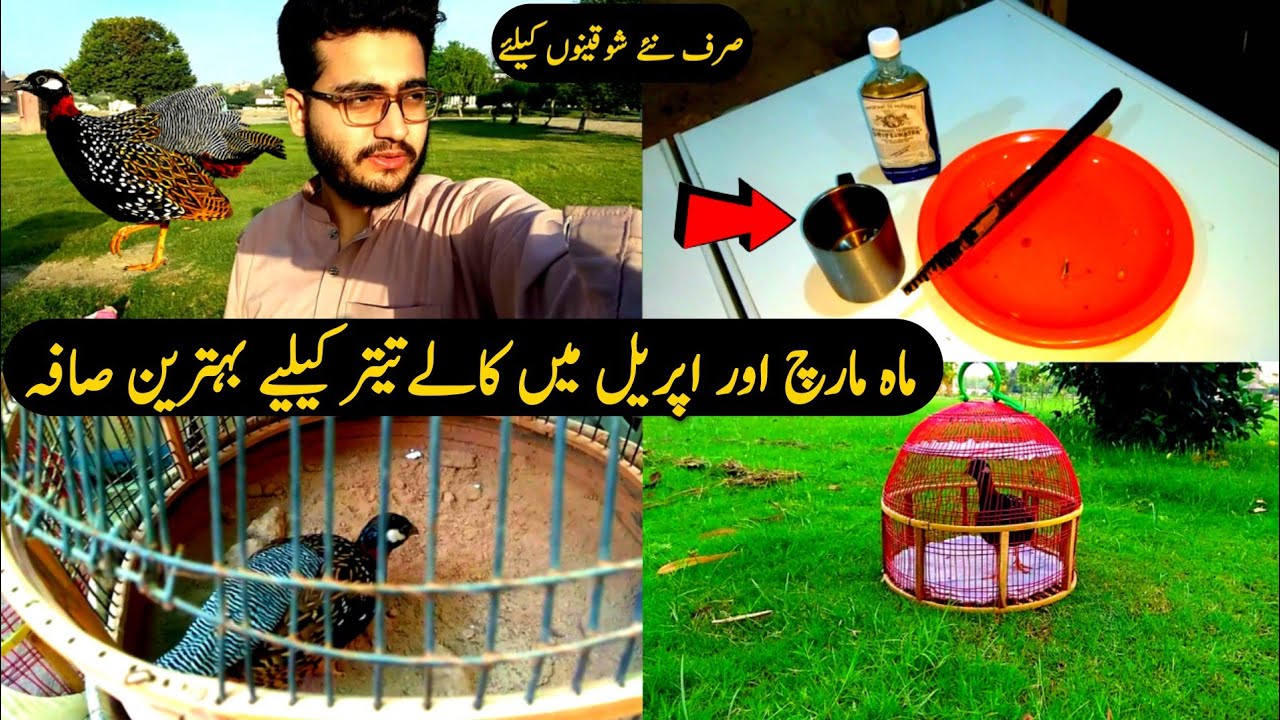 Teetar ka lia bhetreen Safa | kala teetar ko safa deny ka tarika | kala teetar ko set karne ka trika