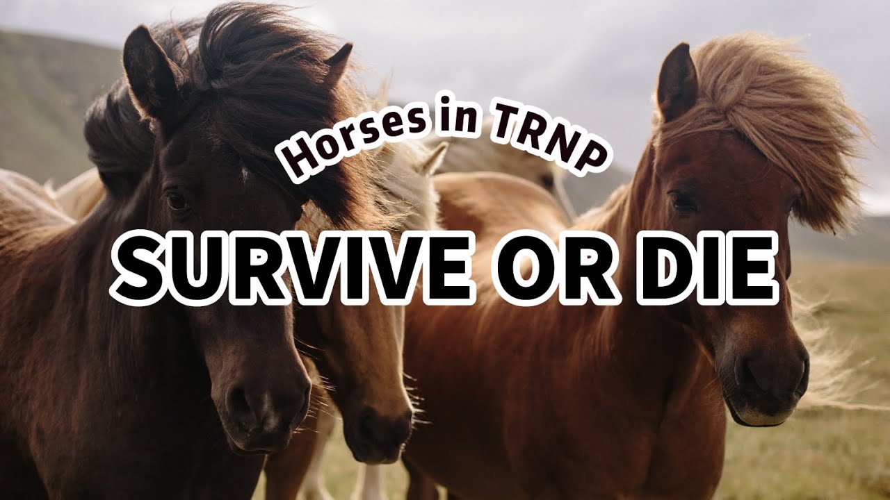 Can We Find a Solution to TRNP's Wild Horse Crisis?|Save Wild Life|MHA Nation|TRNP|North Dakota