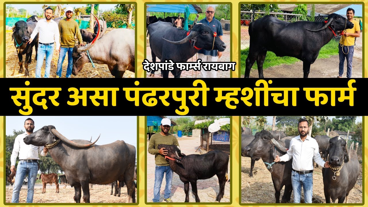 महाराष्ट्र व कर्नाटक मधील सर्वात सुंदर असा पंढरपुरी म्हशींचा फार्म | Pandharpuri Buffalo Farm | IFE