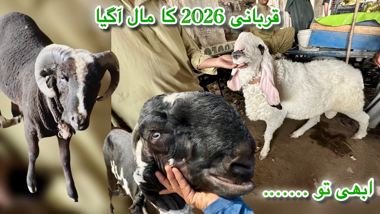 Sunday Lalukhet Bakra Mandi 😱🔥 Aaj To Rate Gir Gaye! | Qurbani Season 2026