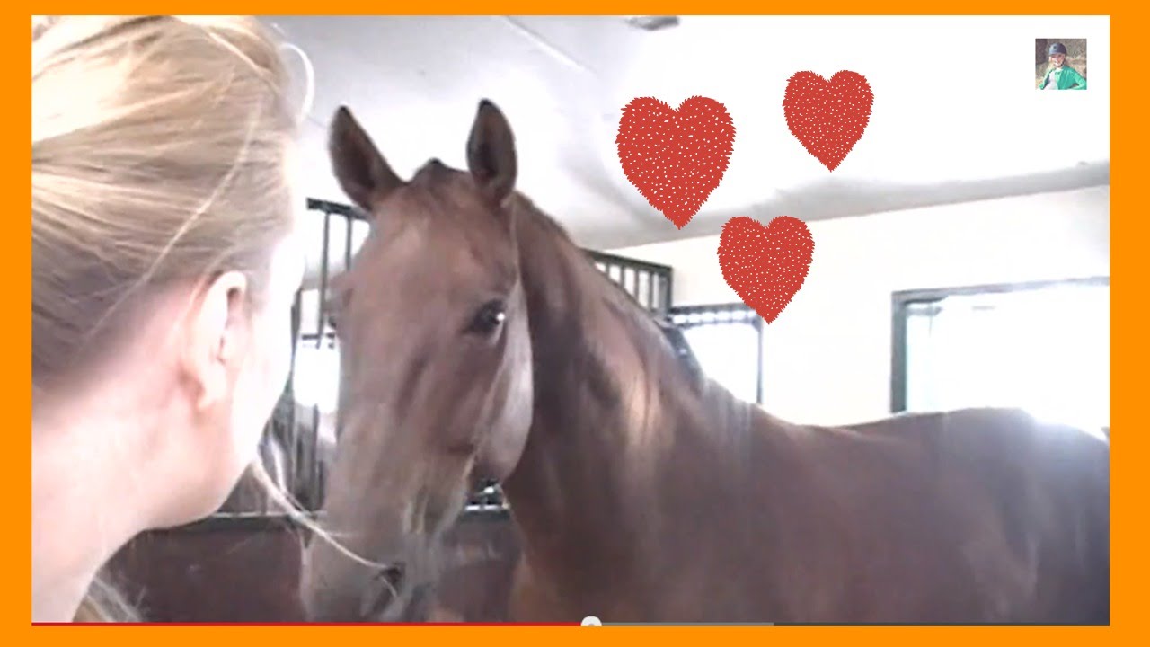 Paarden voorstellen deel 1 | PaardenpraatTV