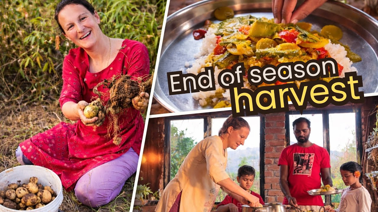 End of season on our farm - post monsoon harvest vlog