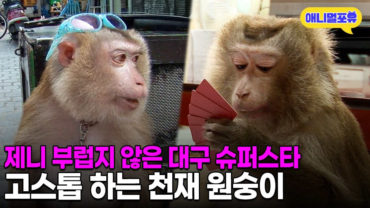 대구 재래시장의 슈퍼스타⭐️ 고스톱 부터 장사까지 다재다능 천재 원숭이ㅣKBS 생생정보통 KBS 100805 방송