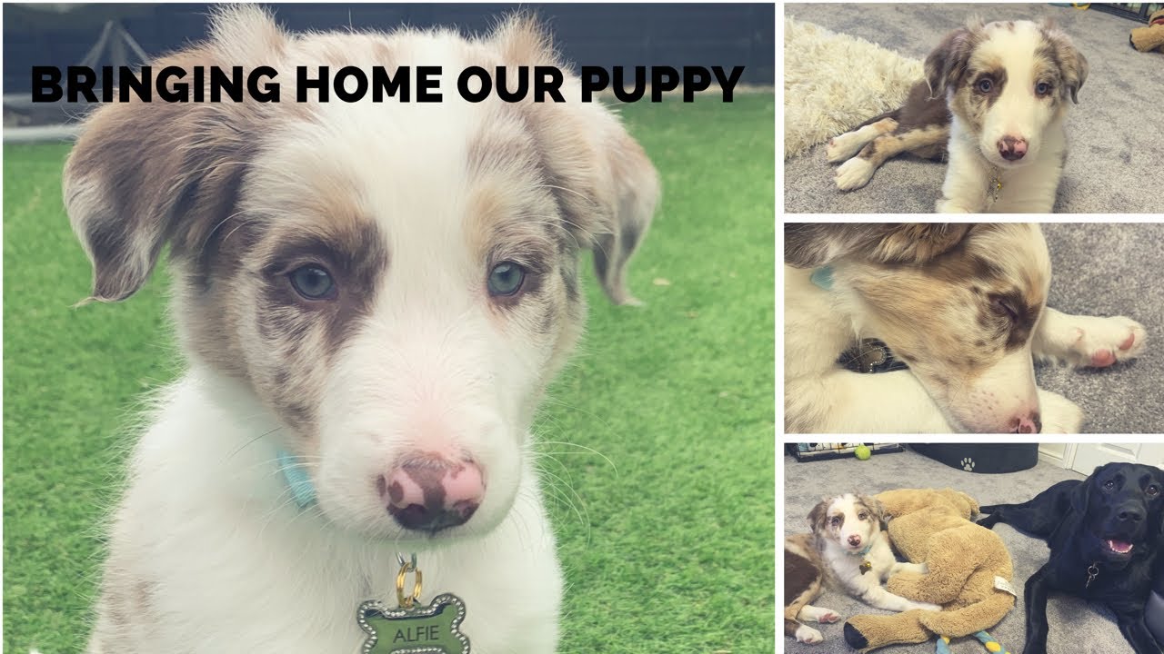 BRINGING HOME OUR BORDER COLLIE PUPPY