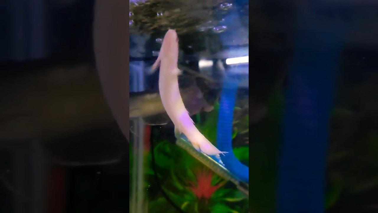 Senegal Bichir (Polypterus senegalus) | Gray bichir Fish