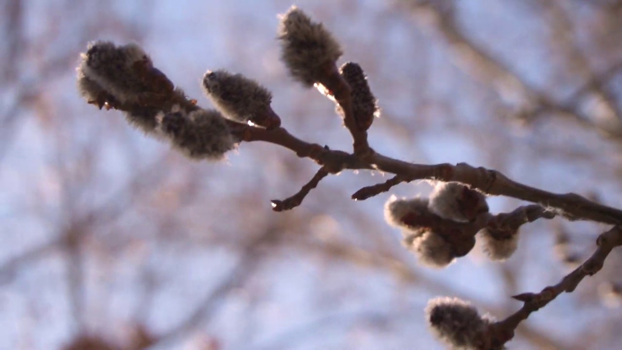 Spring and Death