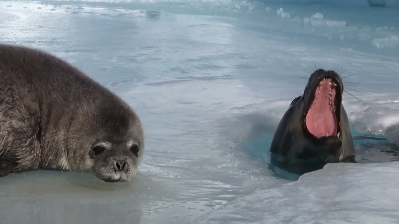 Being Different If You're A Weddell Seal In Antarctica