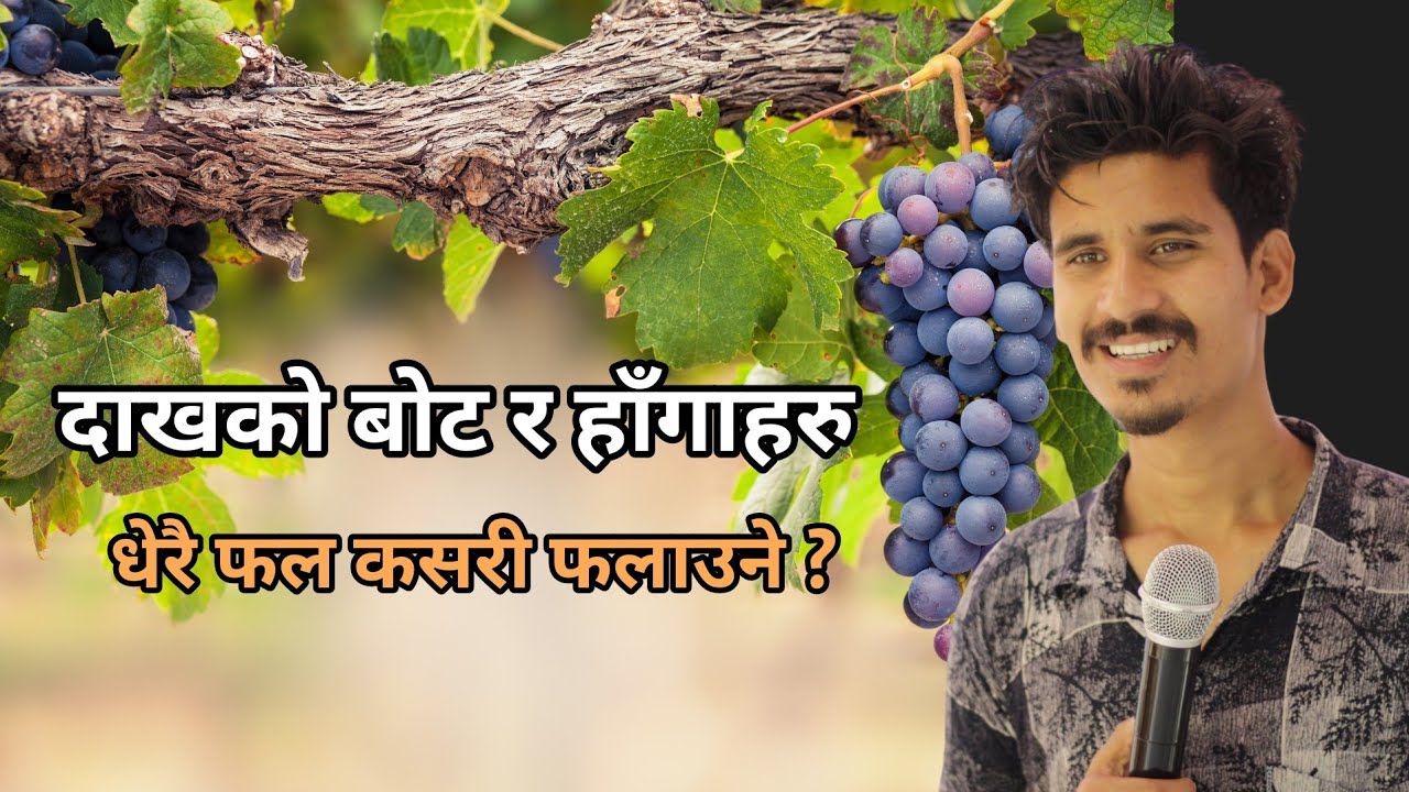 How To Be Fruitful || धेरै फल फलाउन के गर्ने || दाखको बोट र हागाहरु || UMESH REGMI 