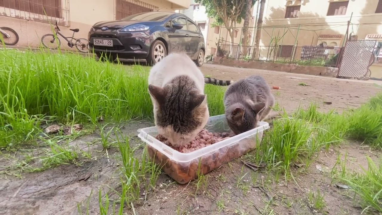 Two Hungry Stray Cats Finally Get Food 