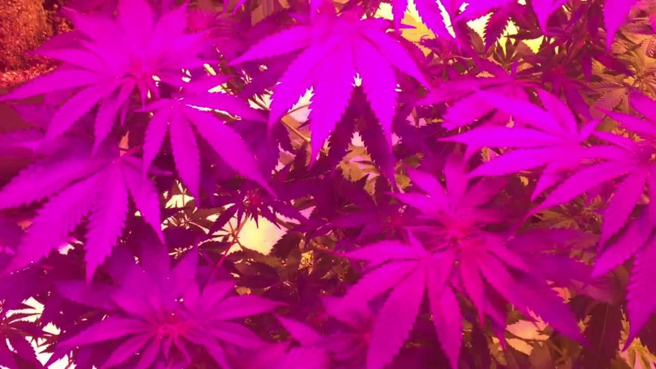 Maine Girl Genetics Indoor Flower Cannabis Grow Room Week 2.