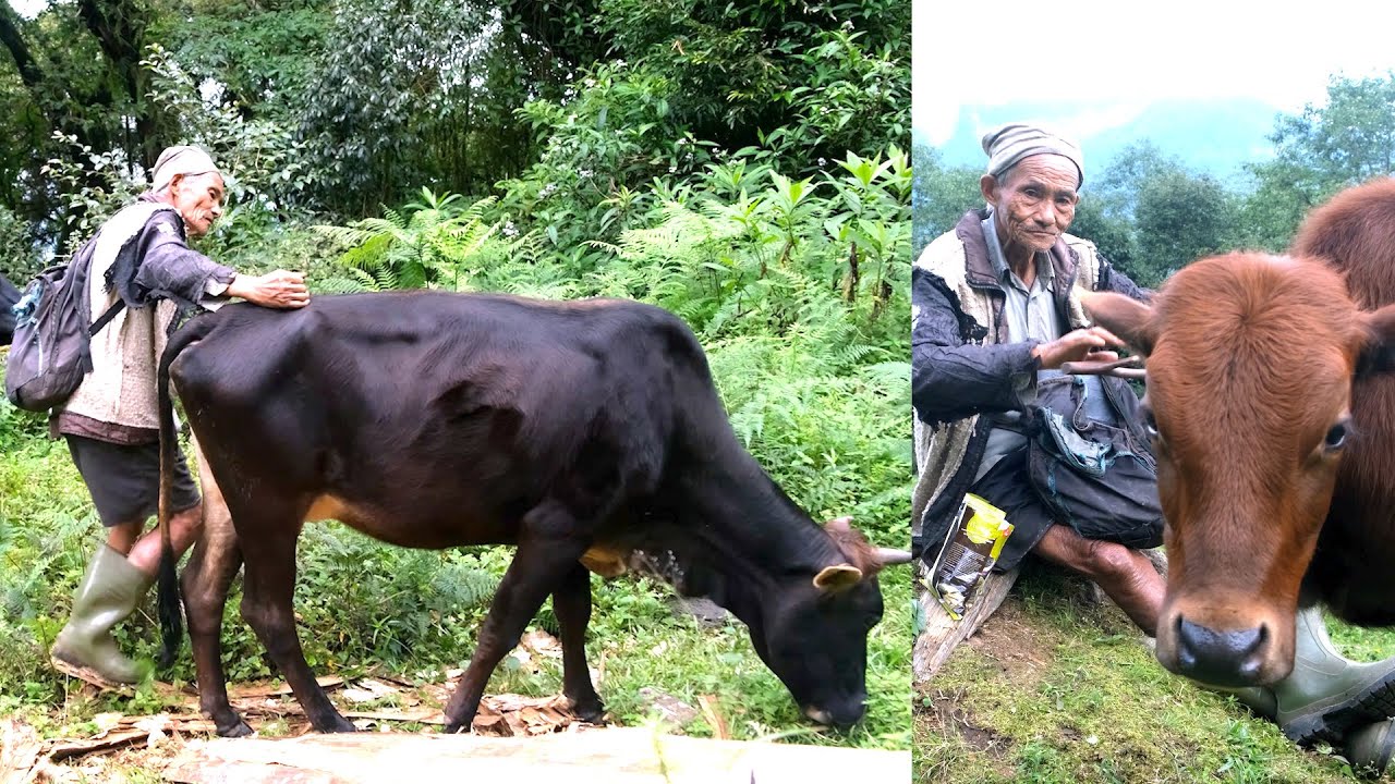 old jungle man loves his cows too much  ( chapter - 3 ) grazing cows  @ life in rural Nepal