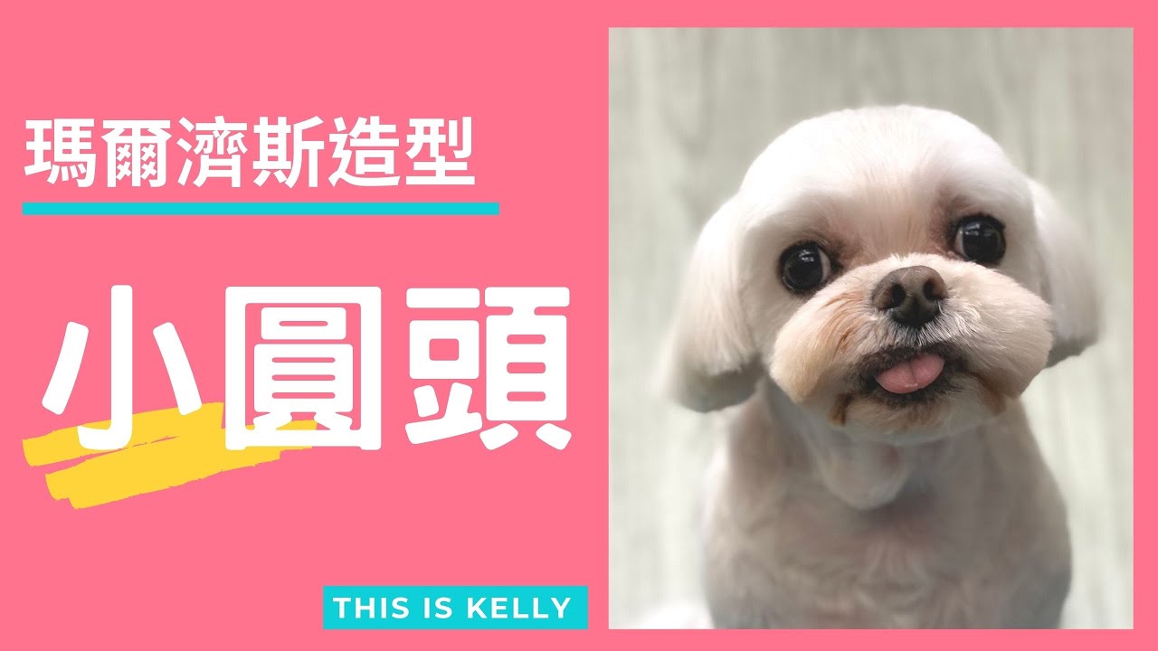 瑪爾濟斯小圓頭｜凱莉老師 Groomer Kelly｜寵物美容教學｜Maltese Pet Grooming