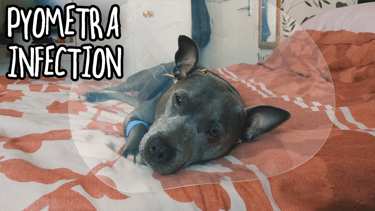 My Staffy & Her Pyometra Infection (After Surgery)