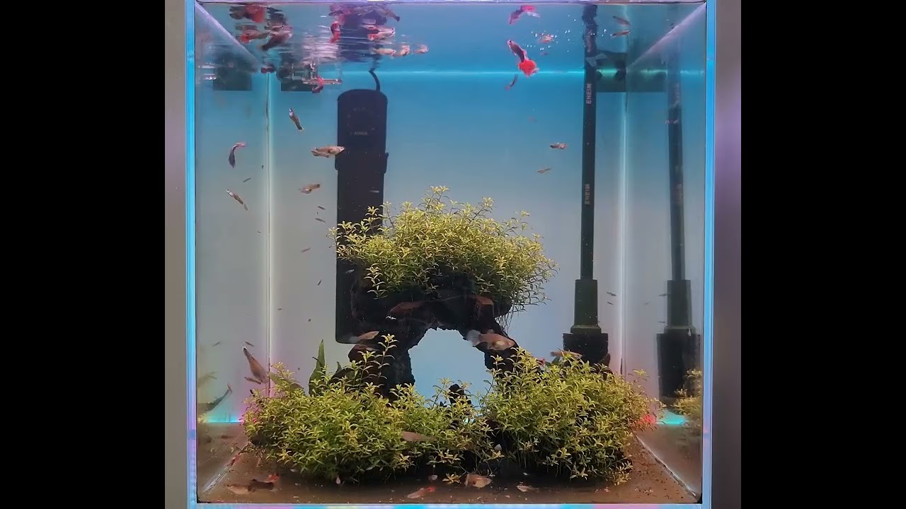 2/21 평화롭게 지내는 구피들 (HAPPY GUPPY)