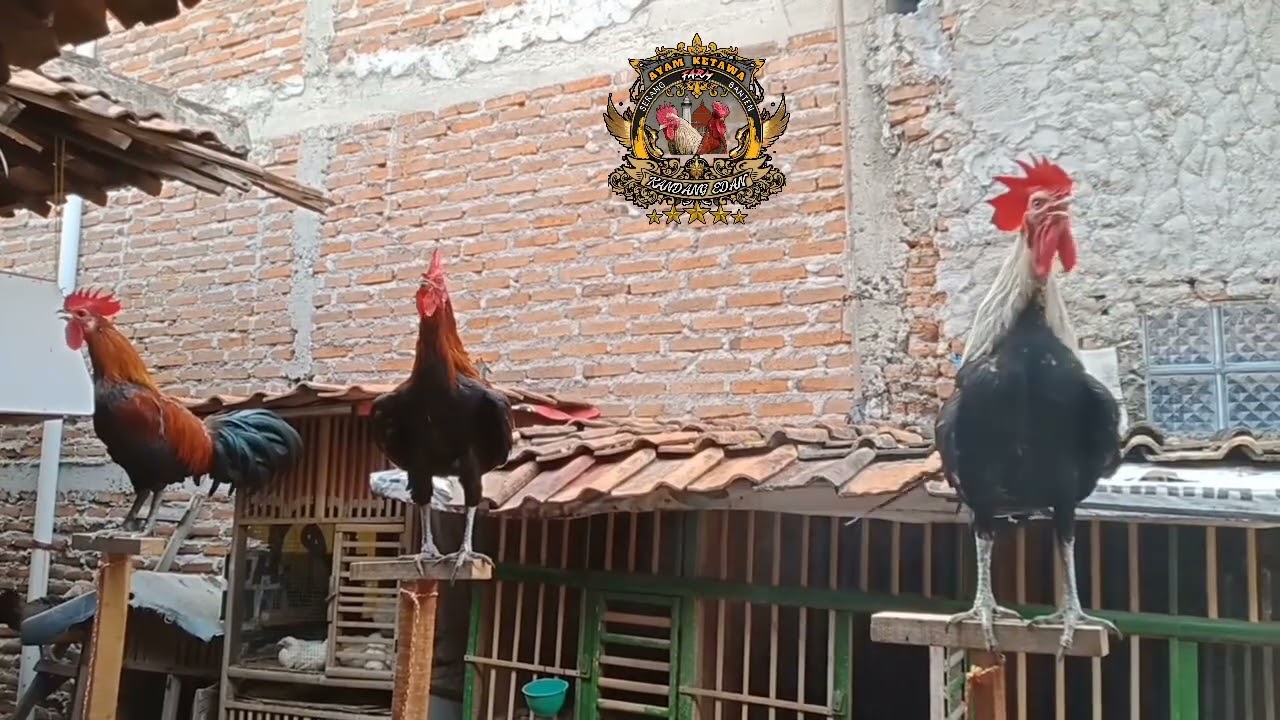 Ayam ketawa durasi (Si Baret Rock) #ayamketawa #ayam #durasi #dursam #animals #hobby