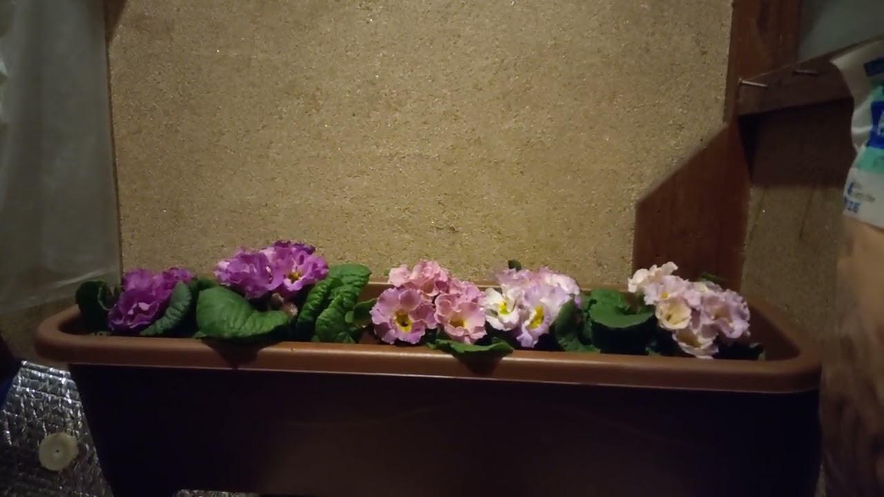 田中レイヴンと薄いピンク色のプリムラジュリアン♪　声あり　田中史絵と言った!