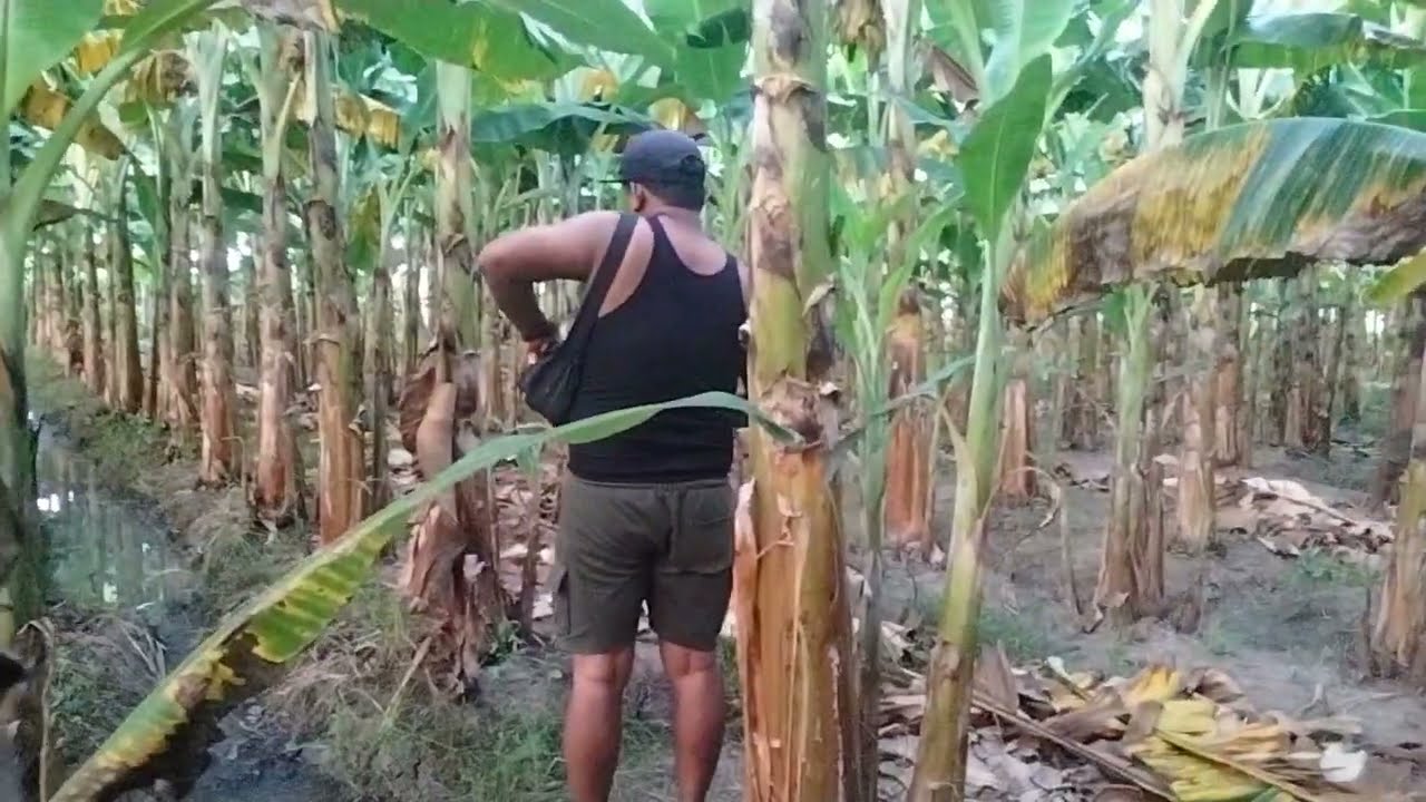 BUDIDAYA PISANG CANDI DAN PISANG AMBON WARANGAN